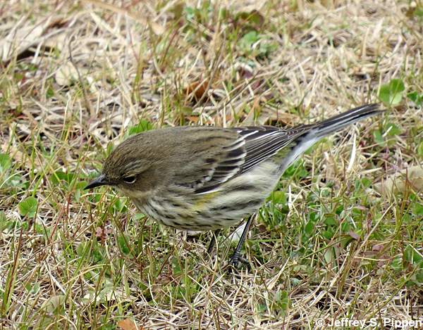 Yellow-rumped Warbler (Setophaga coronata)