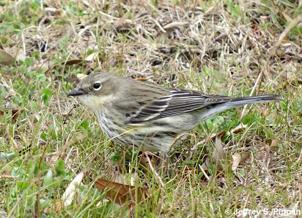 Yellow-rumped Warbler (Setophaga coronata)