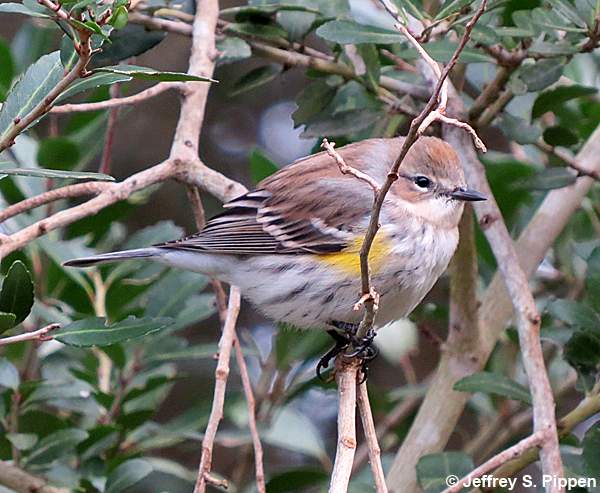 Yellow-rumped Warbler (Setophaga coronata)