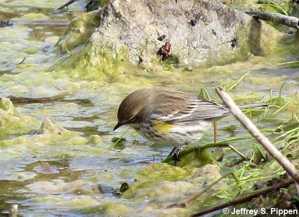 Yellow-rumped Warbler (Setophaga coronata)