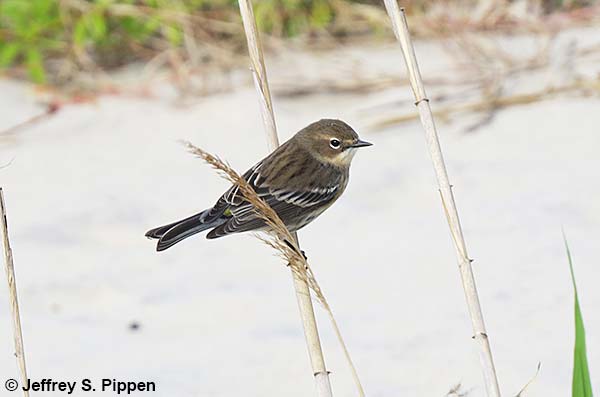 Yellow-rumped Warbler (Setophaga coronata)