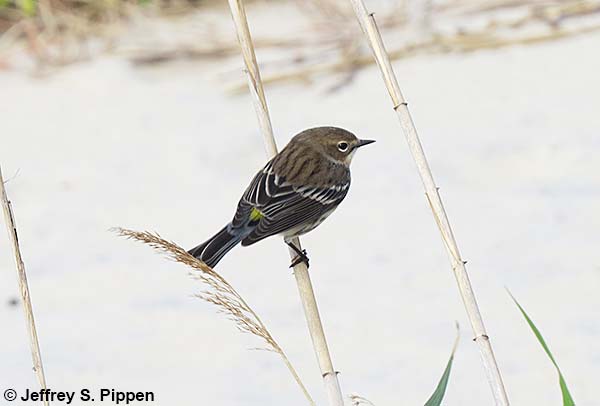 Yellow-rumped Warbler (Setophaga coronata)