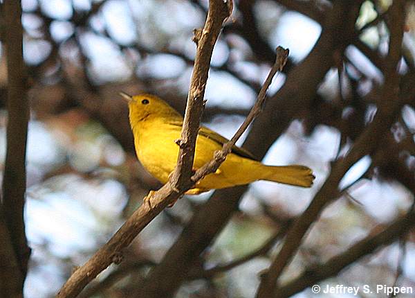 Yellow Warbler (Setophaga petechia, Dendroica petechia)