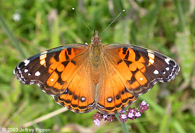 American Lady (Vanessa virginiensis)