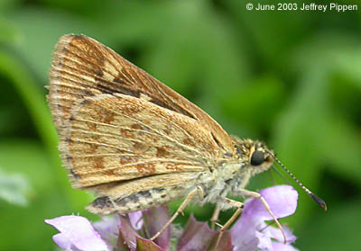 Carolina Roadside-Skipper (Amblyscirtes carolina)