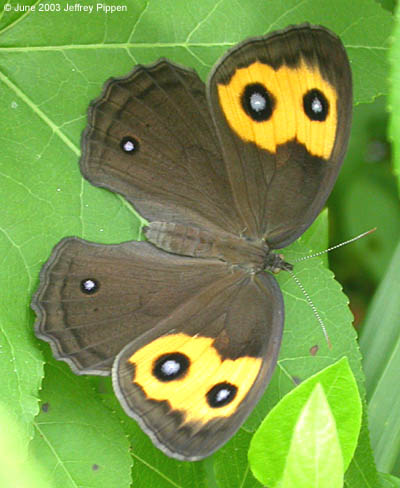 Common Wood-Nymph (Cercyonis pegala)