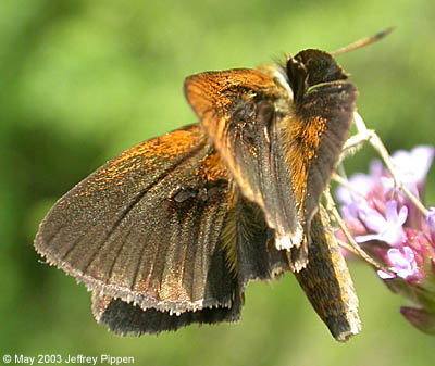 Dukes' Skipper