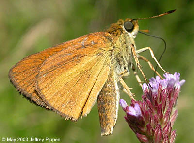 Dukes' Skipper