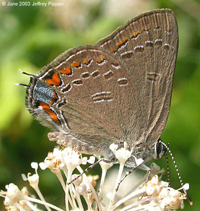 Edwards' Hairstreak - male