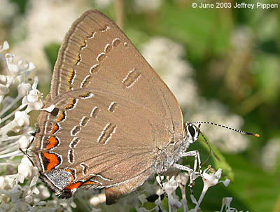 Edwards' Hairstreak - female