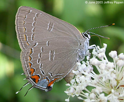 Edwards' Hairstreak - female