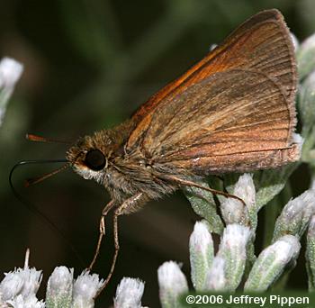 Aaron's Skipper (Poanes aaroni)