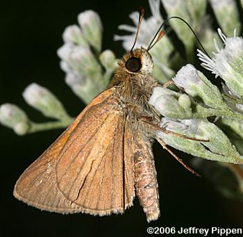 Aaron's Skipper (Poanes aaroni)