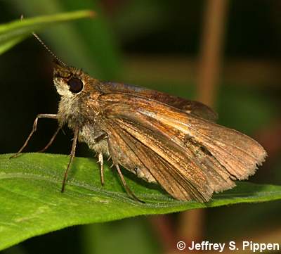 Aaron's Skipper (Poanes aaroni)