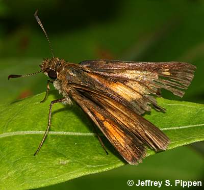 Aaron's Skipper (Poanes aaroni)