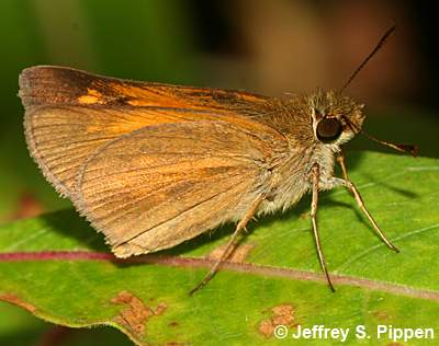 Aaron's Skipper (Poanes aaroni)