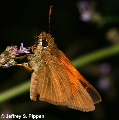 Aaron's Skipper (Poanes aaroni)