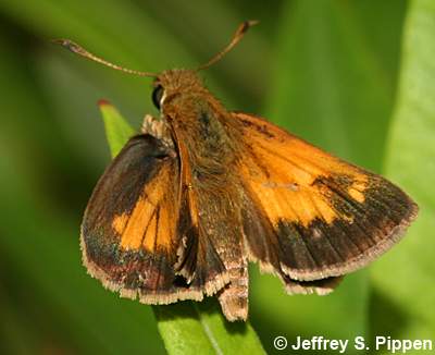 Aaron's Skipper (Poanes aaroni)