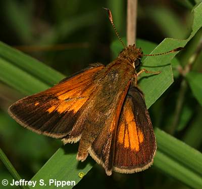 Aaron's Skipper (Poanes aaroni)