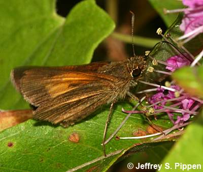 Aaron's Skipper (Poanes aaroni)