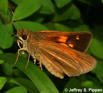 Aaron's Skipper (Poanes aaroni)