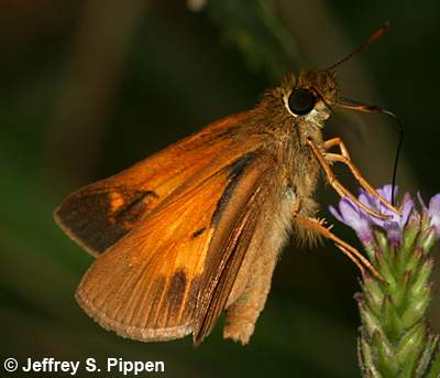 Aaron's Skipper (Poanes aaroni)