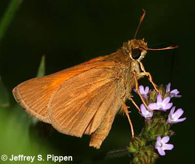 Aaron's Skipper (Poanes aaroni)