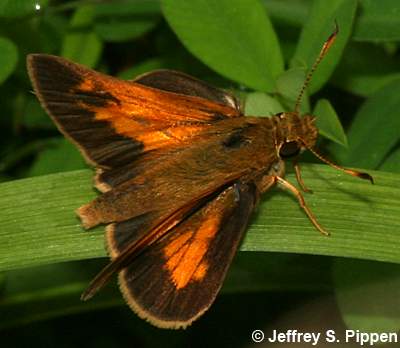 Aaron's Skipper (Poanes aaroni)