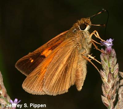 Aaron's Skipper (Poanes aaroni)