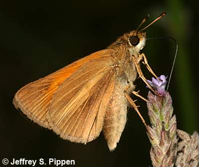 Aaron's Skipper (Poanes aaroni)