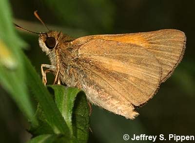 Aaron's Skipper (Poanes aaroni)