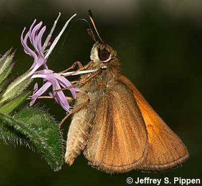 Aaron's Skipper (Poanes aaroni)