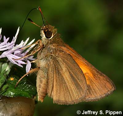 Aaron's Skipper (Poanes aaroni)