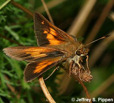 Aaron's Skipper (Poanes aaroni)