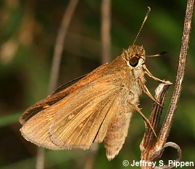 Aaron's Skipper (Poanes aaroni)