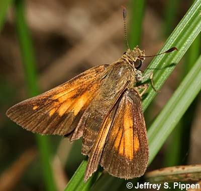 Aaron's Skipper (Poanes aaroni)