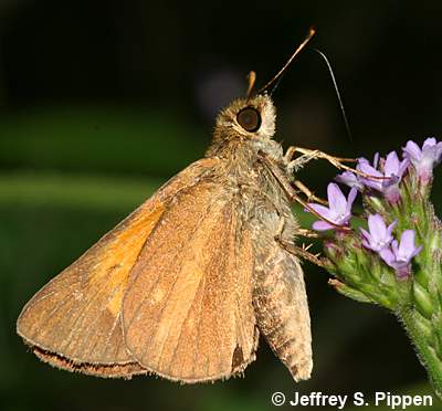 Aaron's Skipper (Poanes aaroni)