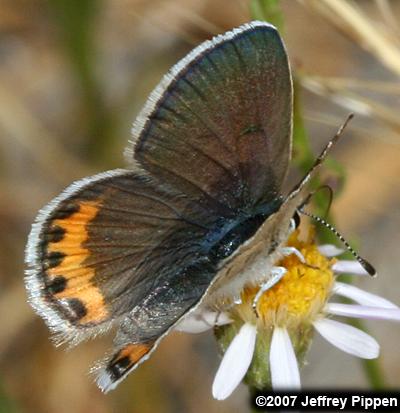 Lupine Blue (Plebejus lupinus)