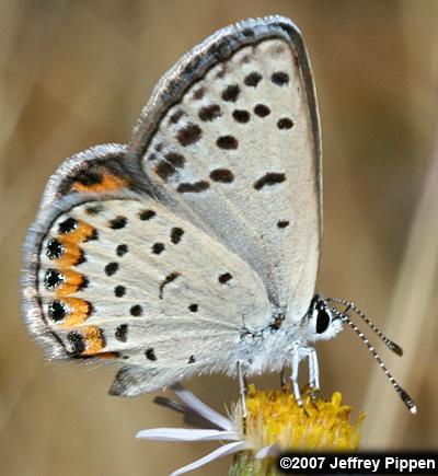 Lupine Blue (Plebejus lupinus)