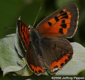 American Copper (Lycaena hypophlaeas)