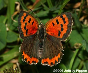American Copper (Lycaena hypophlaeas)