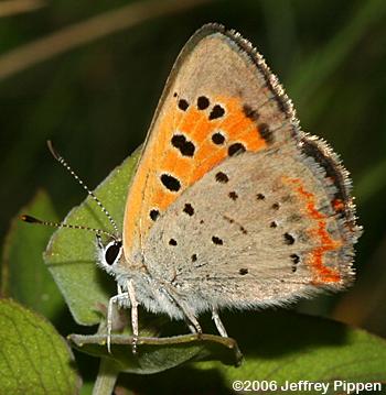American Copper (Lycaena hypophlaeas)