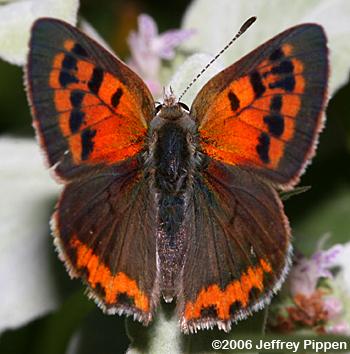 American Copper (Lycaena hypophlaeas)