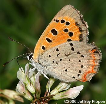 American Copper (Lycaena hypophlaeas)