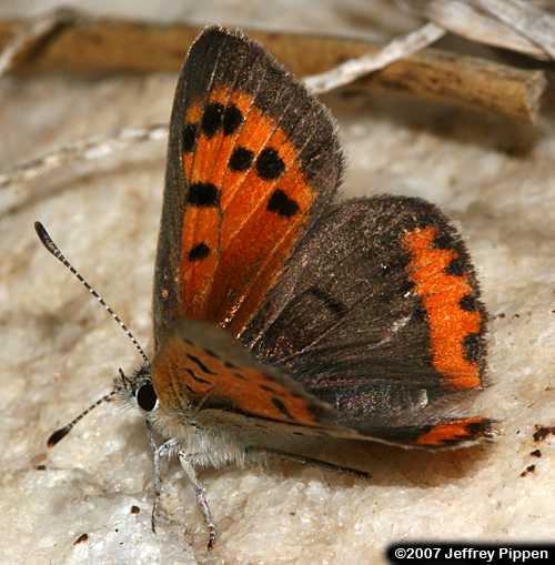 American Copper (Lycaena hypophlaeas)