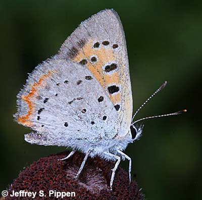 American Copper (Lycaena hypophlaeas)