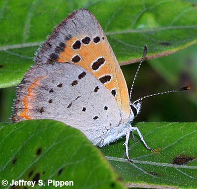 American Copper (Lycaena hypophlaeas)
