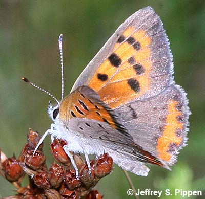 American Copper (Lycaena hypophlaeas)
