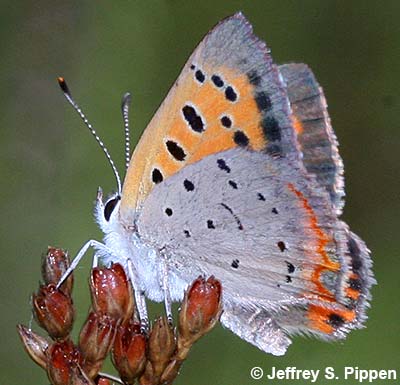 American Copper (Lycaena hypophlaeas)