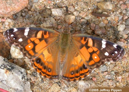 America Lady (Vanessa virginiensis)